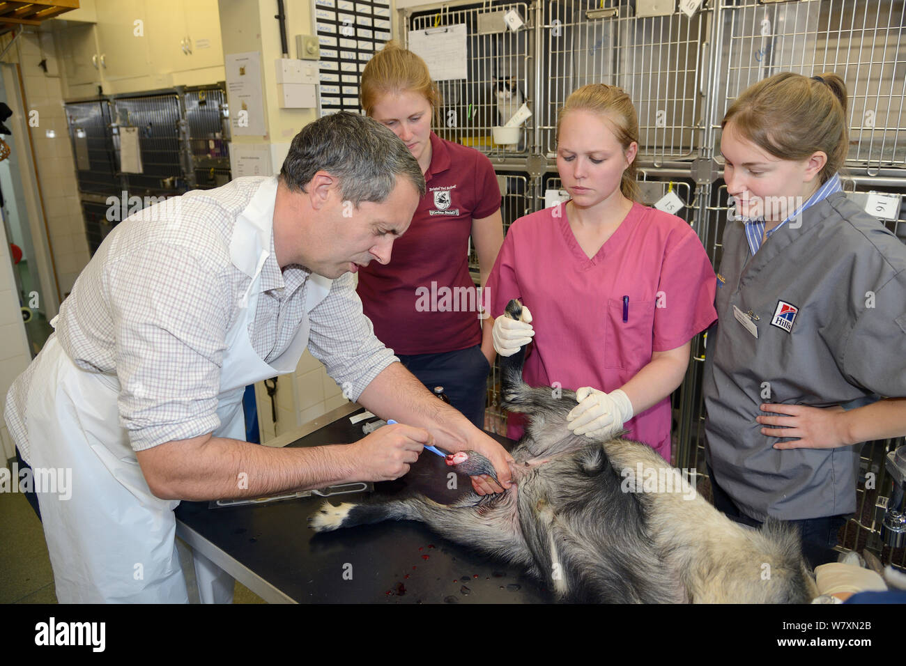 Veterinario Dewi Jones utilizzando un bisturi per aprire il sacco testicolare di sedati maschio capra pigmeo detenute da un infermiere veterinario prima di castrare come studente di due veterinari a guardare, Wiltshire, Regno Unito, settembre 2014. Modello rilasciato. Foto Stock