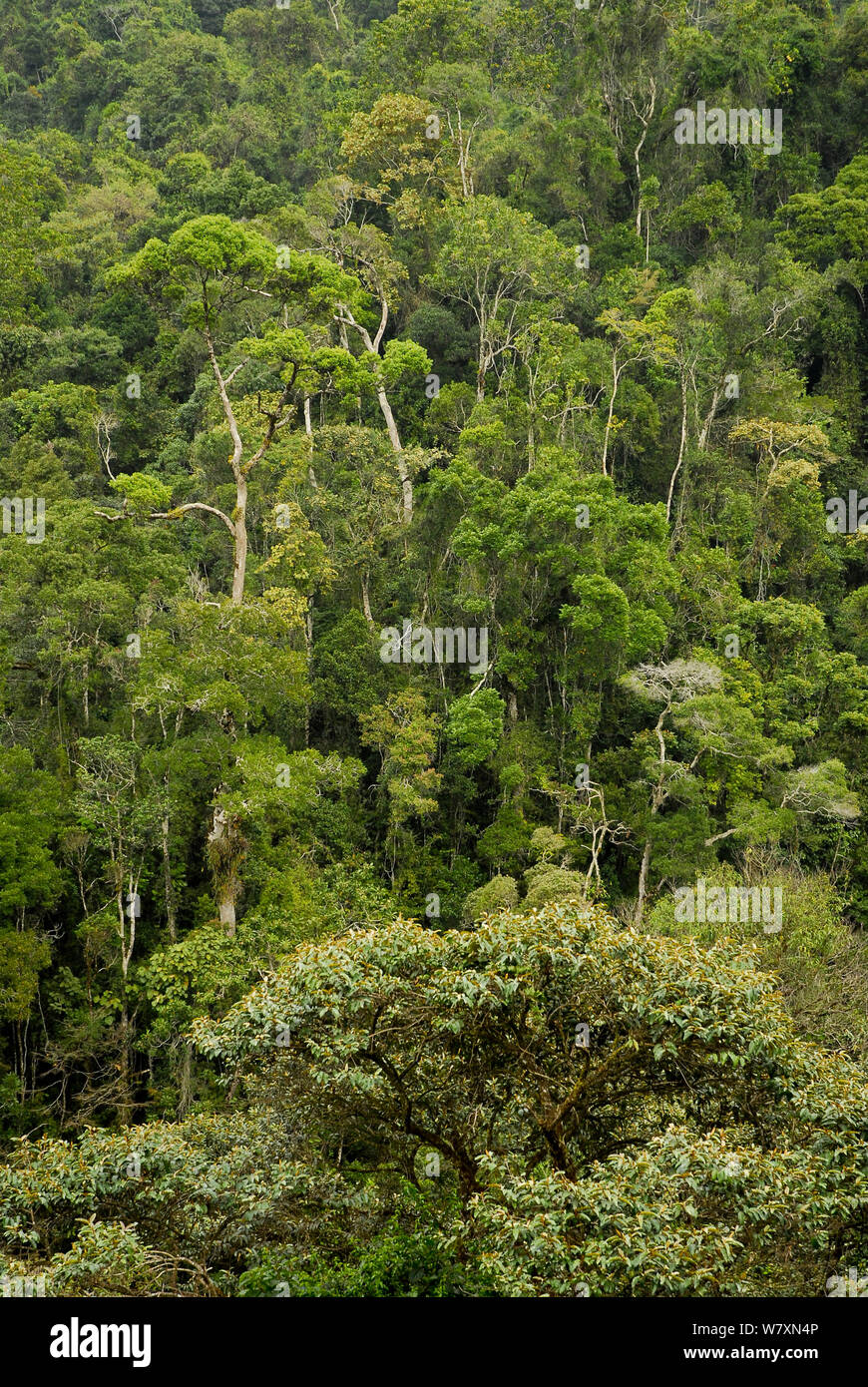 La foresta tropicale, Ranomafana National Park, Madagascar. Marzo 2005. Foto Stock