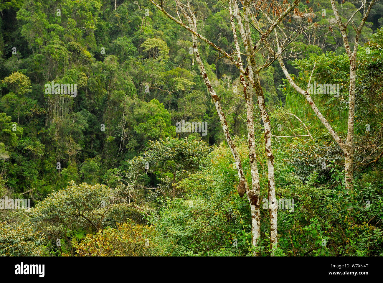 La foresta tropicale, Ranomafana National Park, Madagascar. Marzo 2005. Foto Stock