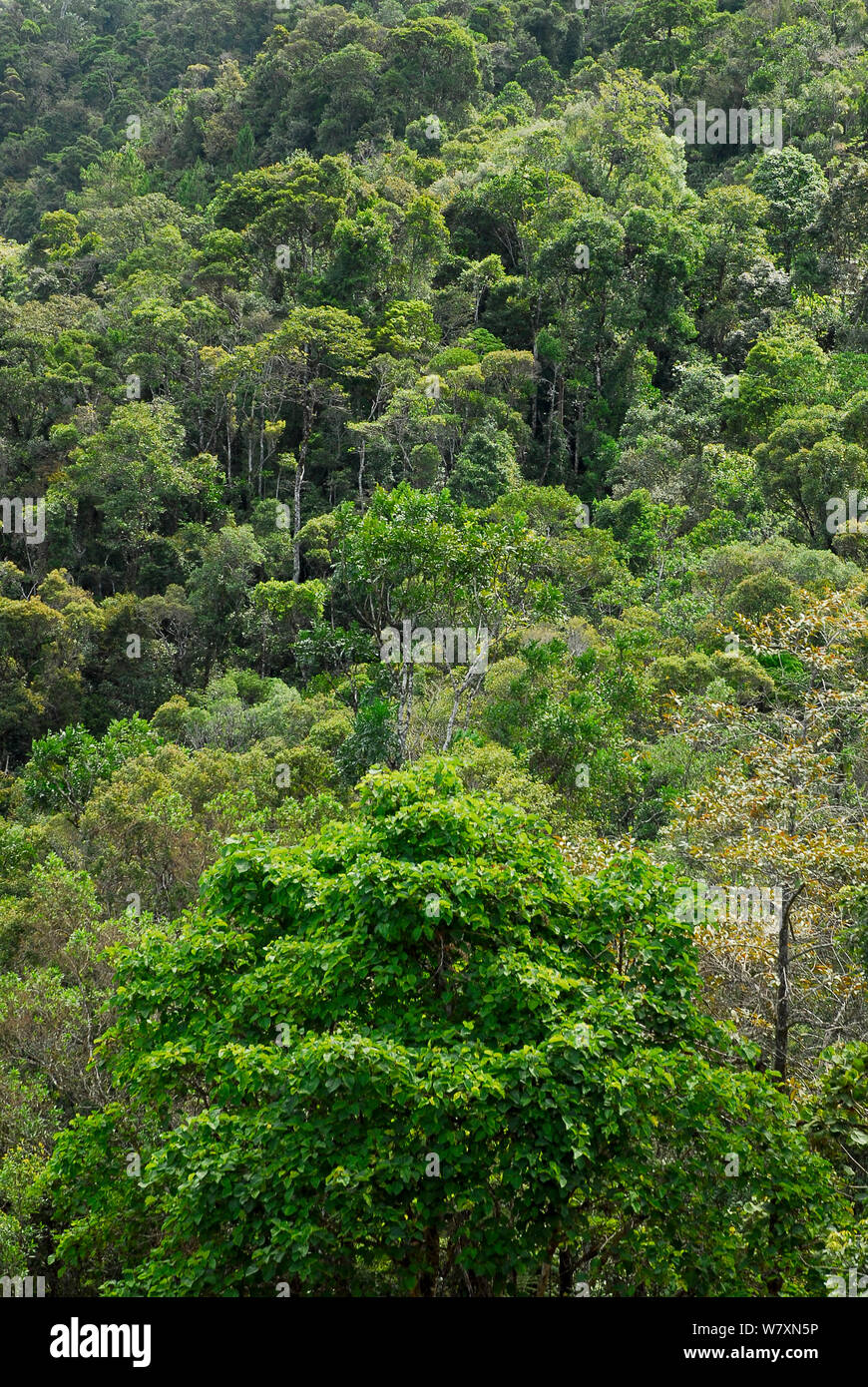 La foresta tropicale, Ranomafana National Park, Madagascar. Febbraio 2005. Foto Stock