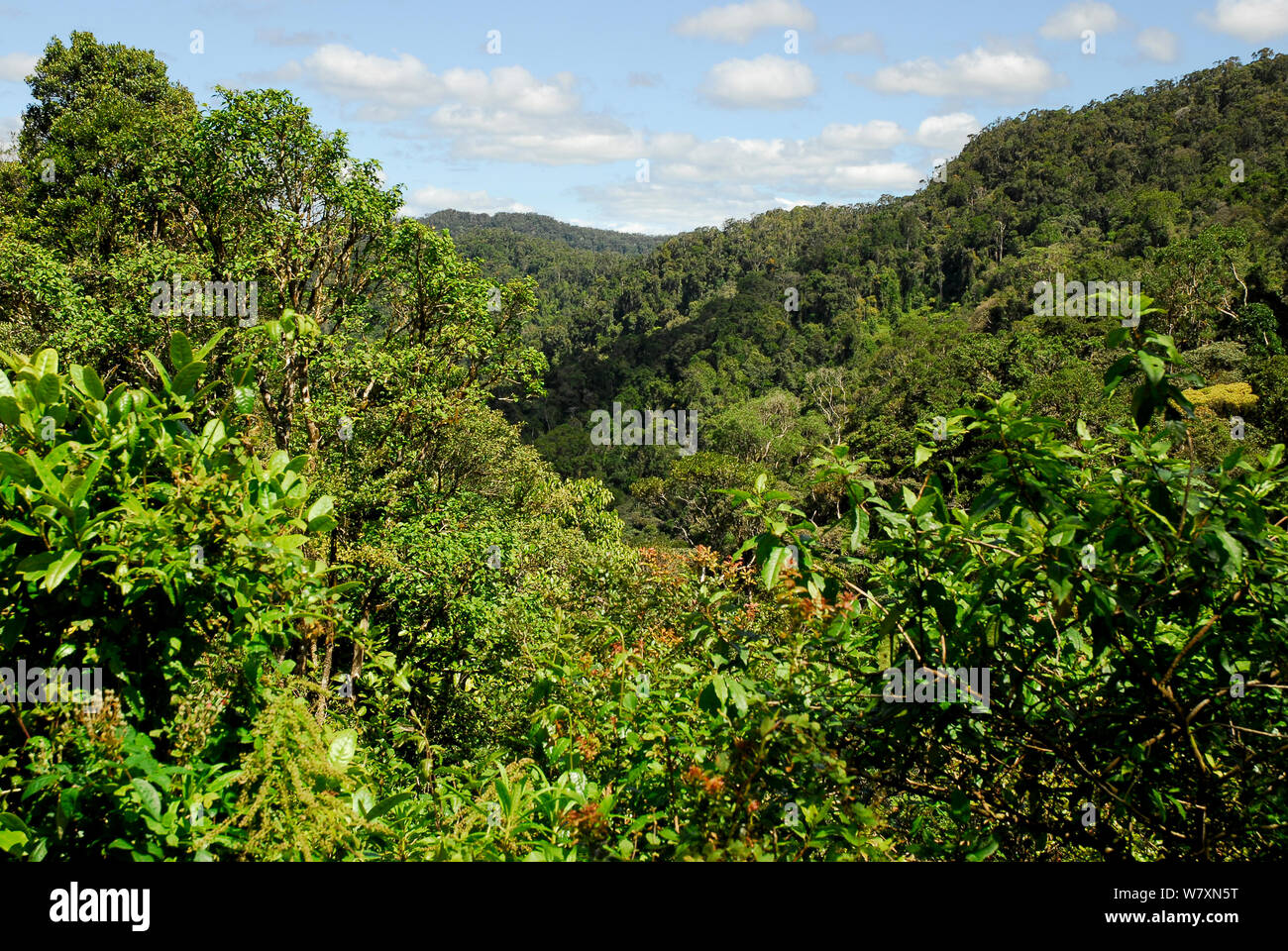 La foresta tropicale, Ranomafana National Park, Madagascar. Febbraio 2005. Foto Stock