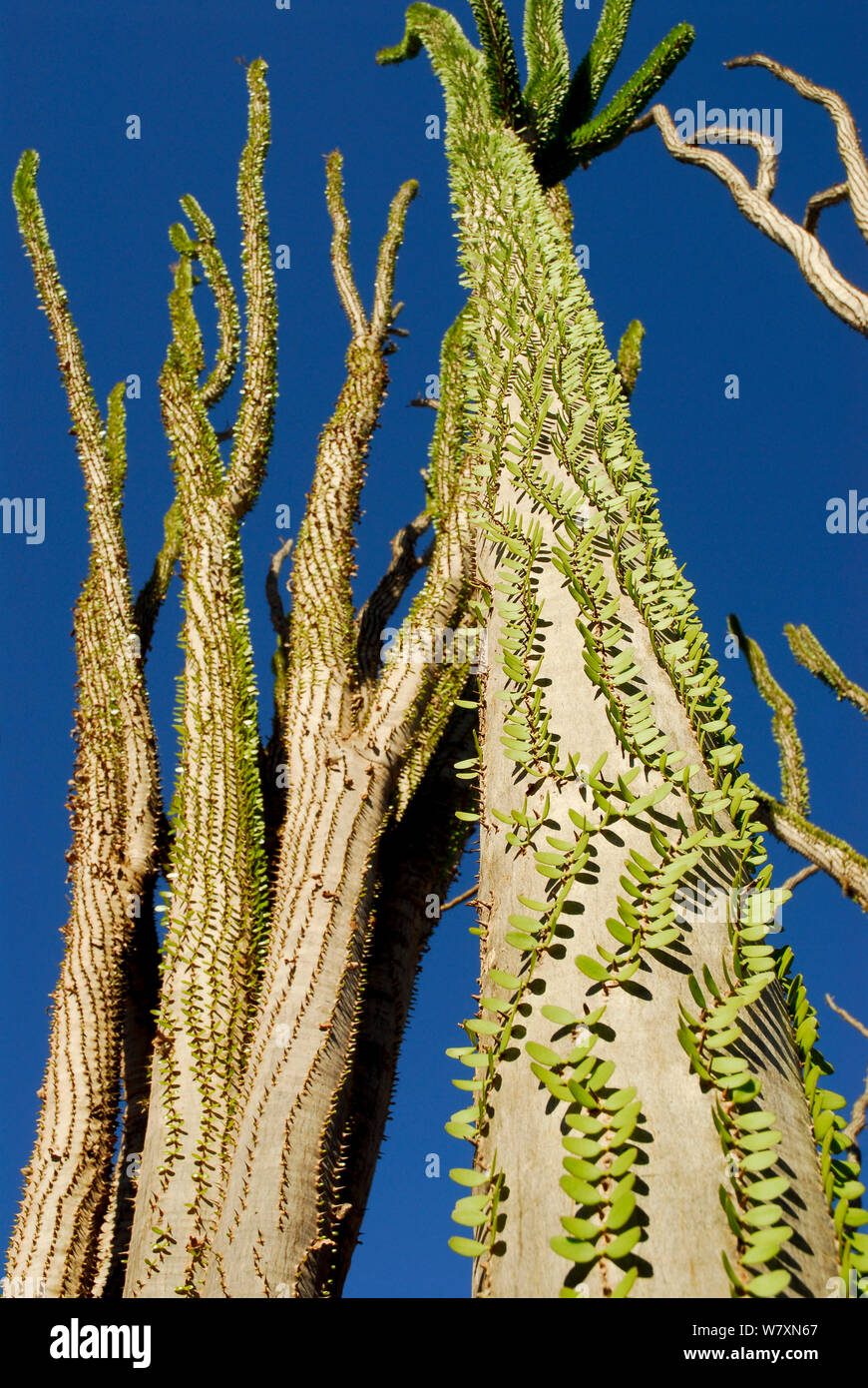 Madagascar ocotillo (Alluaudia procera) Riserva Berenty, Madagascar. Foto Stock