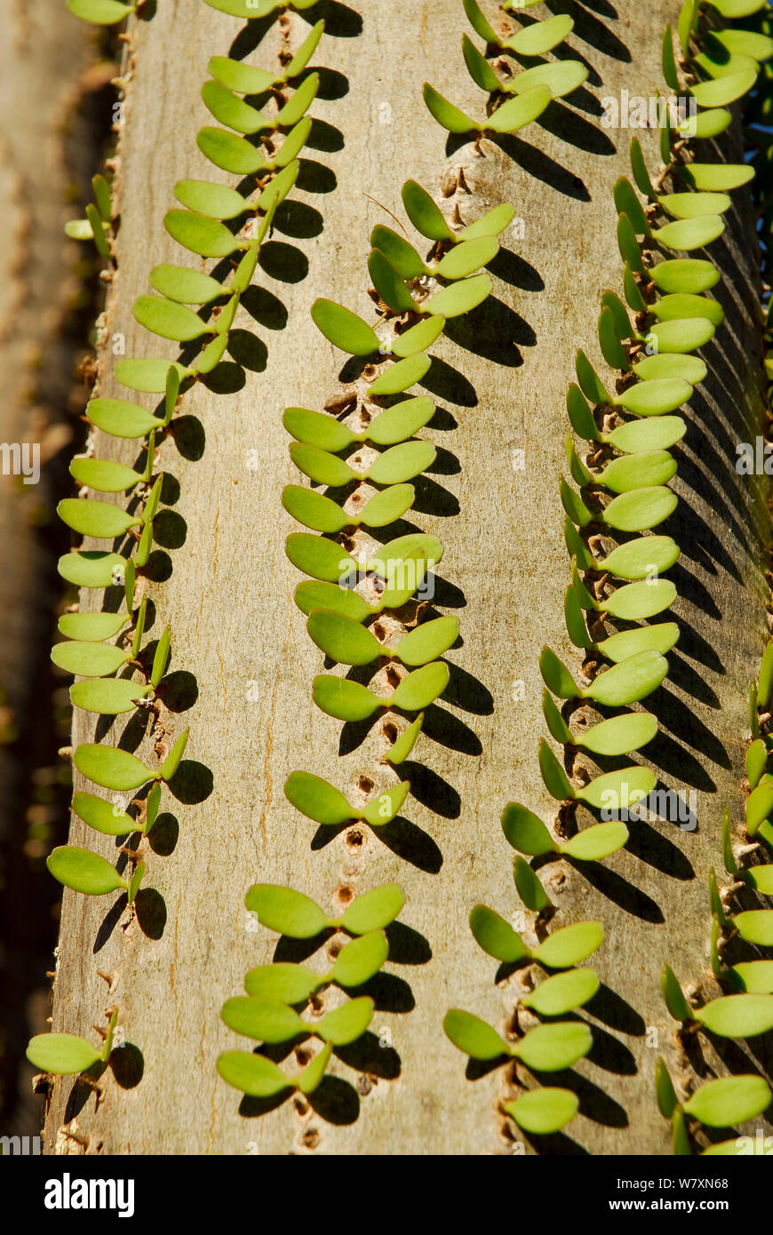 Madagascar ocotillo (Alluaudia procera) close up, Berenty Riserva, Madagascar. Foto Stock