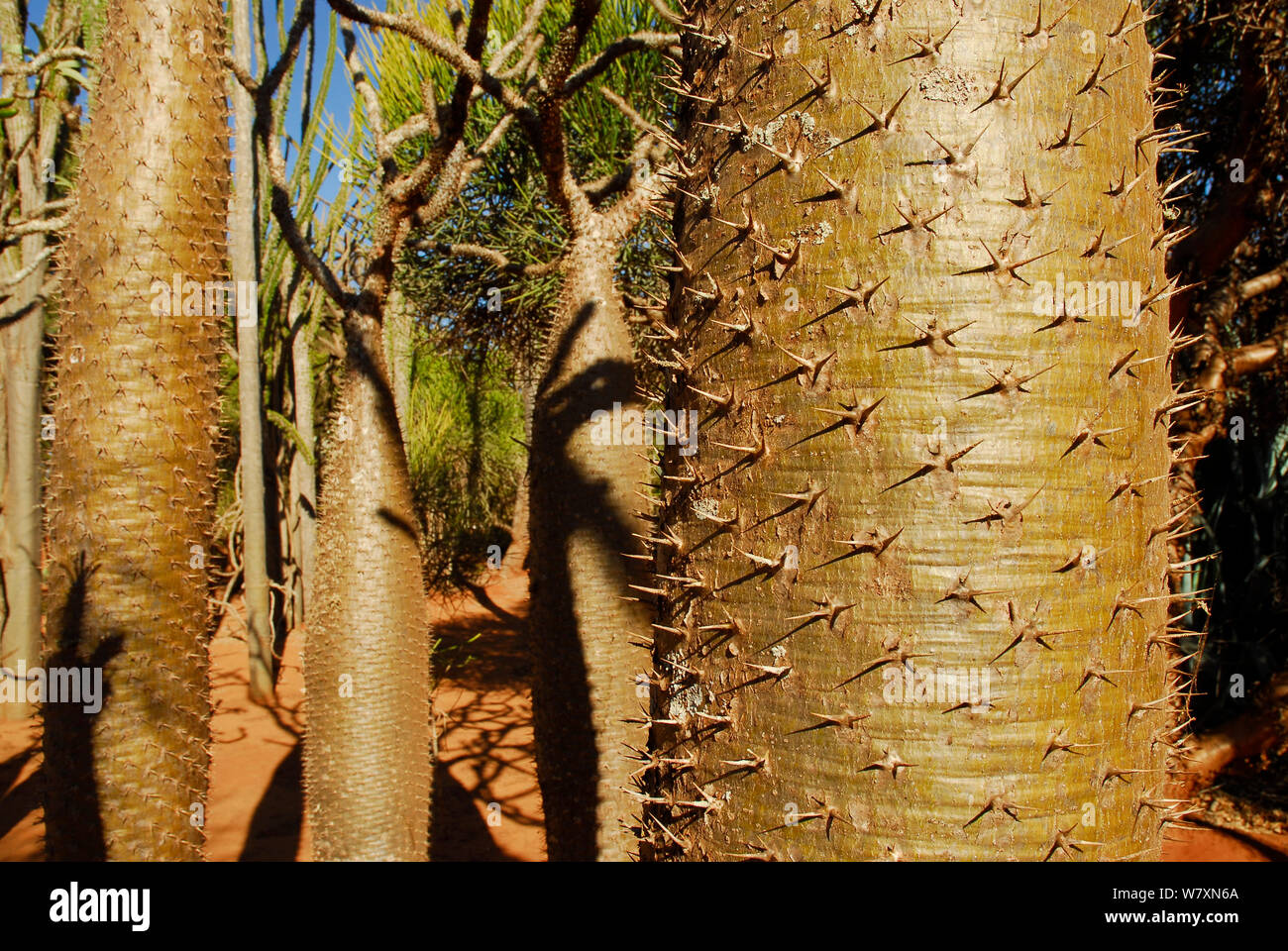 Spinosa tronco di albero (Pachypodium sp) Riserva Berenty, Madagascar. Foto Stock