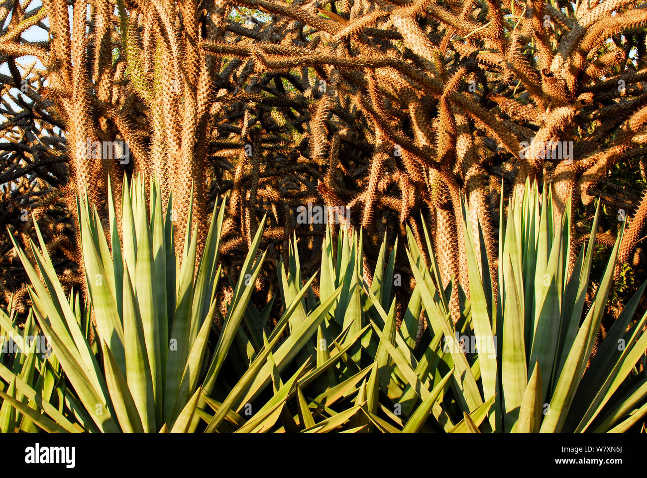 Sisal (agave sisalana) nella coltivazione vicino alla foresta spinosa. Berenty, sud del Madagascar. Foto Stock