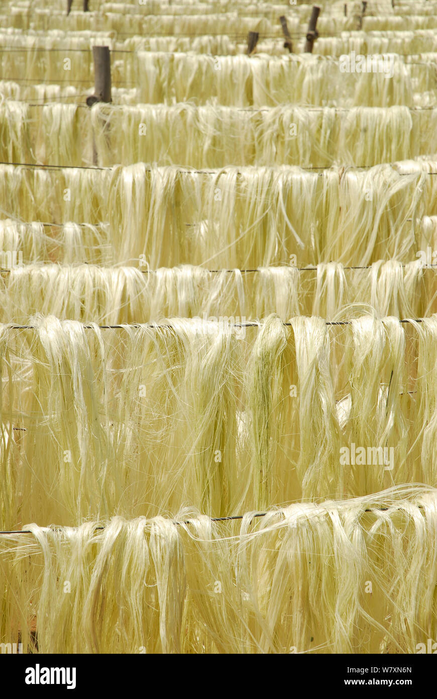 Sisal (agave sisalana) fibre asciugando fuori fabbrica, Berenty, sud del Madagascar. Marzo 2005. Foto Stock