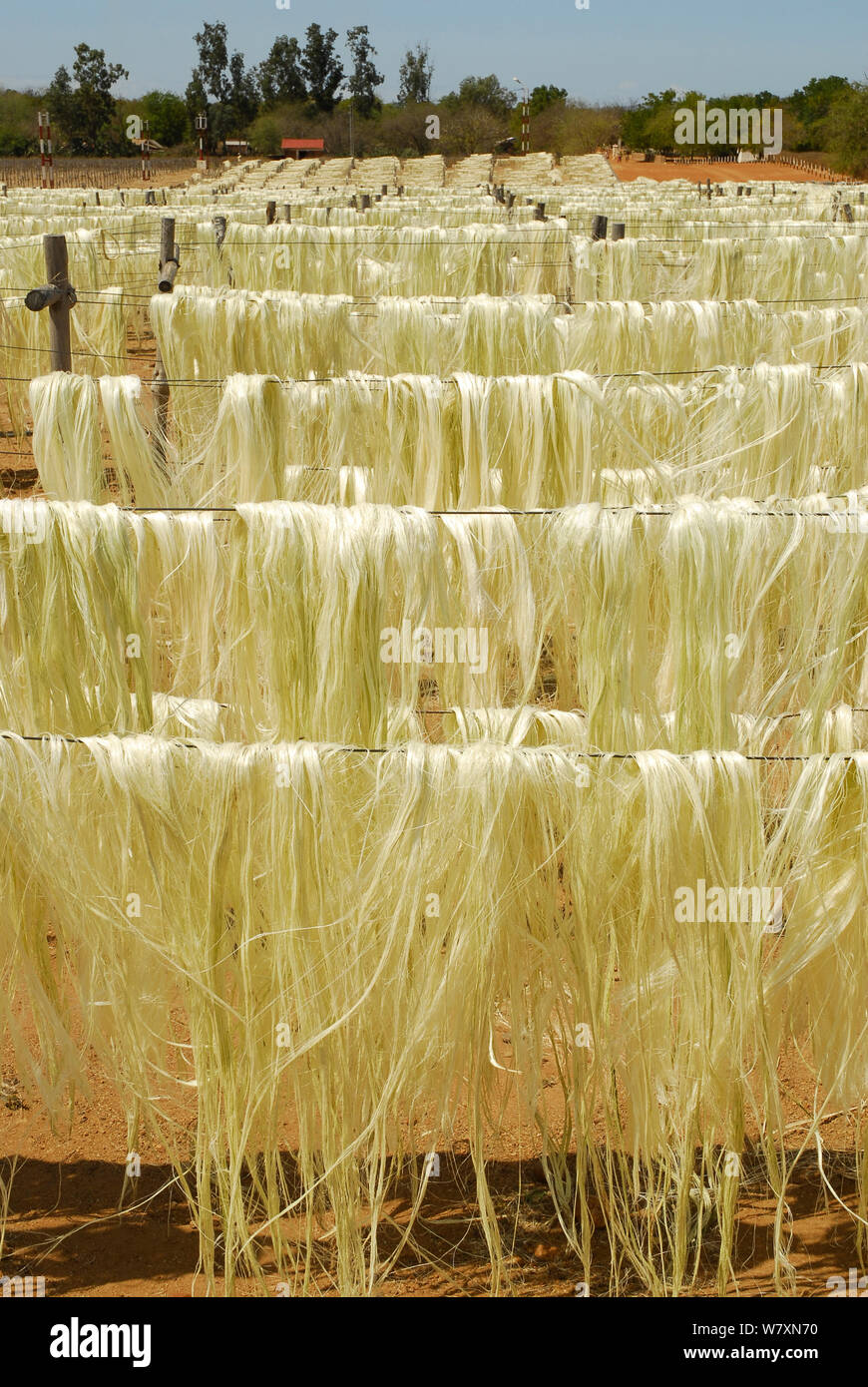 Sisal (agave sisalana) fibre asciugando fuori fabbrica, Berenty, sud del Madagascar. Marzo 2005. Foto Stock