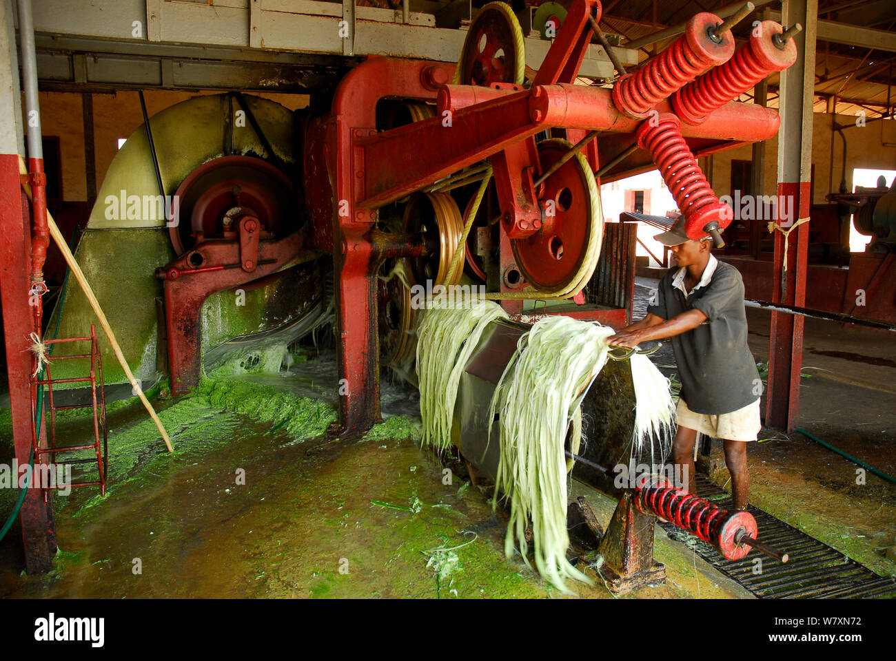 Sisal (agave sisalana) fibre in fabbrica, utilizzato per la fabbricazione di una fune. Berenty, sud del Madagascar. Marzo 2005. Foto Stock