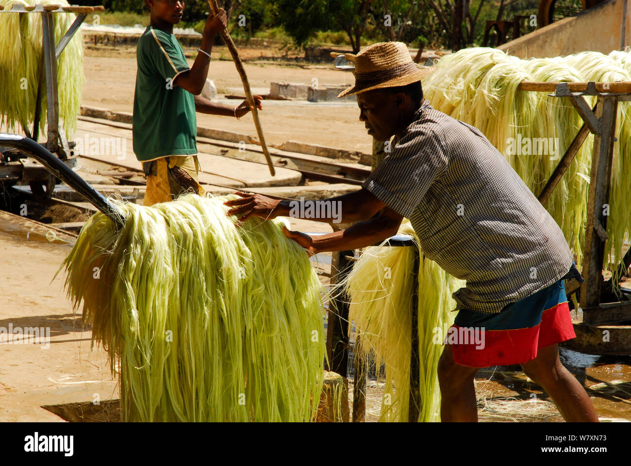 Lavoratore con Sisal (agave sisalana) fibre, utilizzati per la fabbricazione di una fune. Berenty, sud del Madagascar. Marzo 2005. Foto Stock