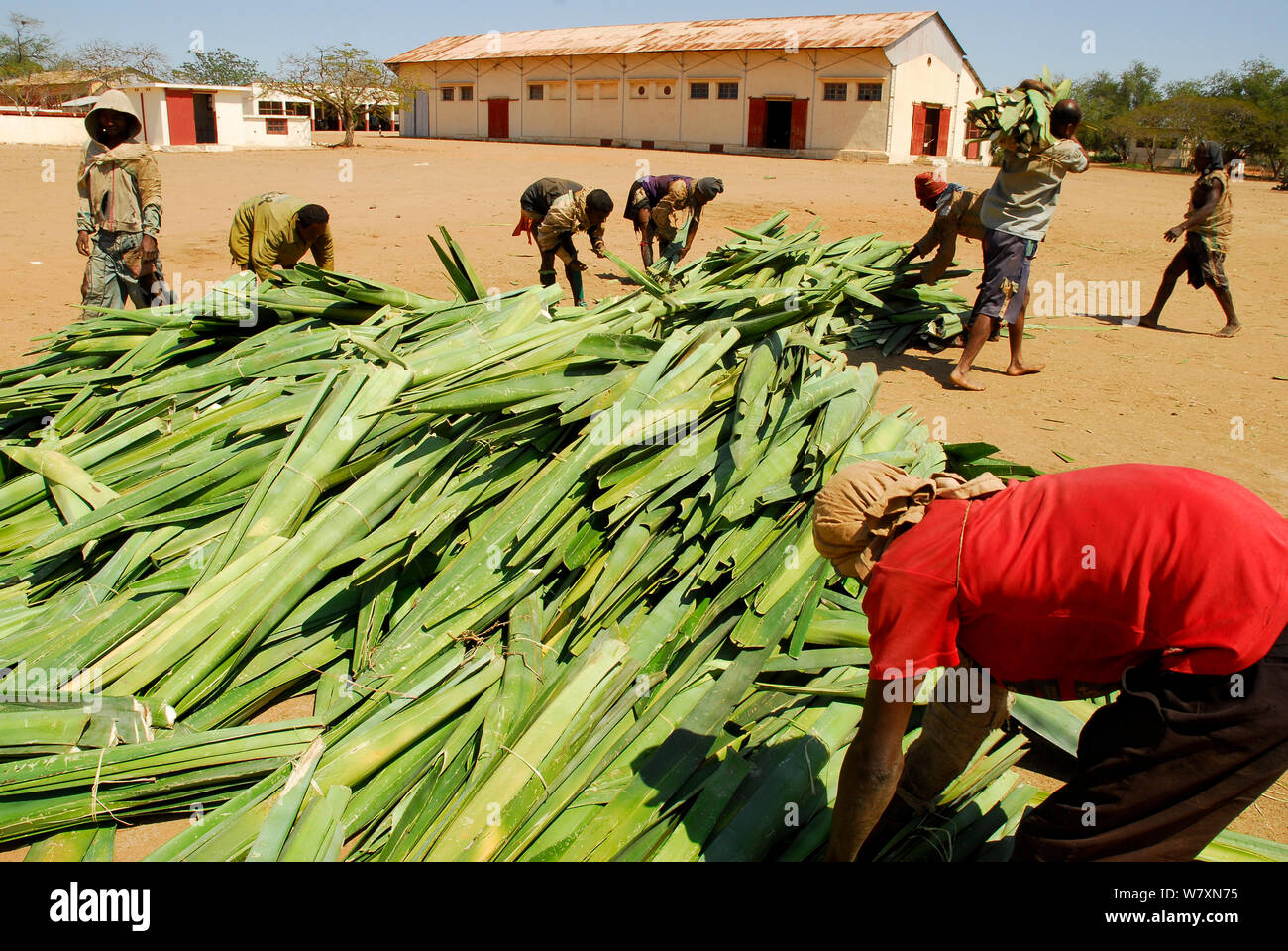 Lavoratori con taglio Sisal (agave sisalana) al di fuori della fabbrica, utilizzato per la fabbricazione di una fune. Berenty, sud del Madagascar. Marzo 2005. Foto Stock