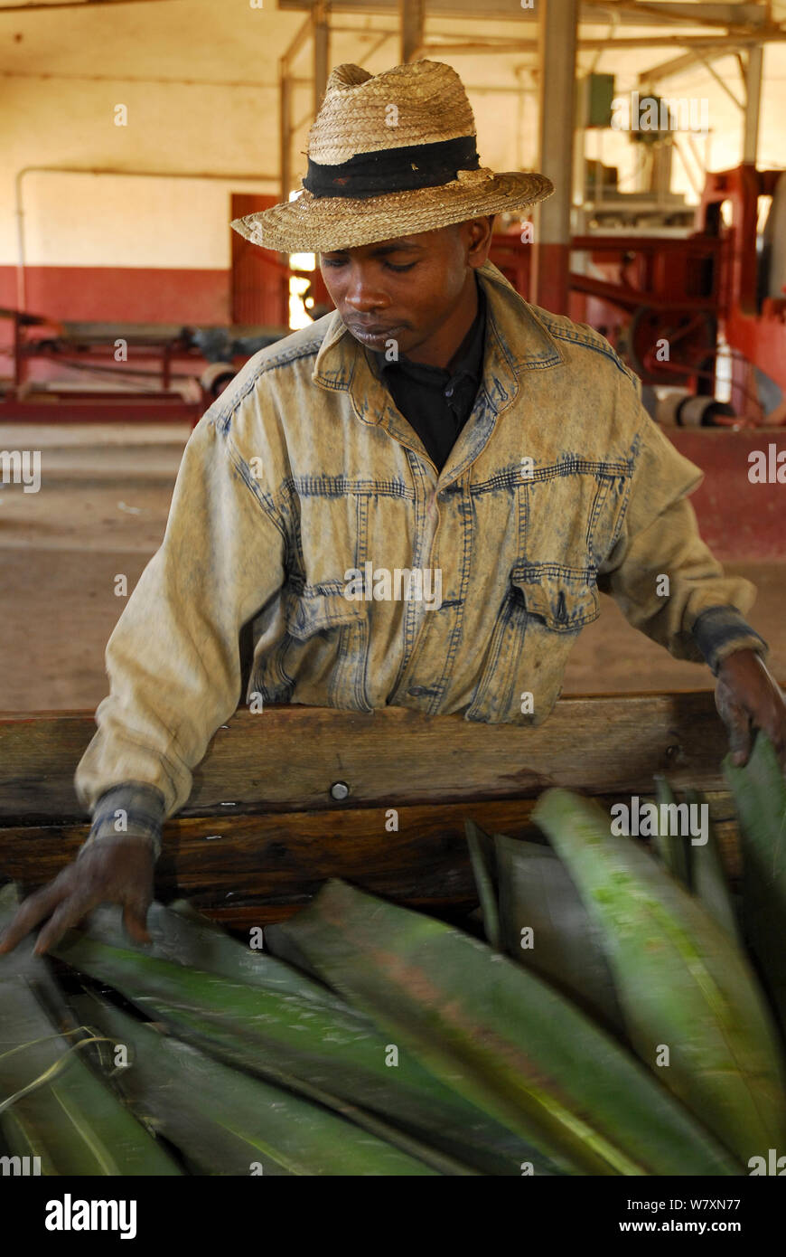 Lavoratore in fabbrica con taglio (Sisal agave sisalana) utilizzato per la fabbricazione di una fune. Berenty, sud del Madagascar. Marzo 2005. Foto Stock