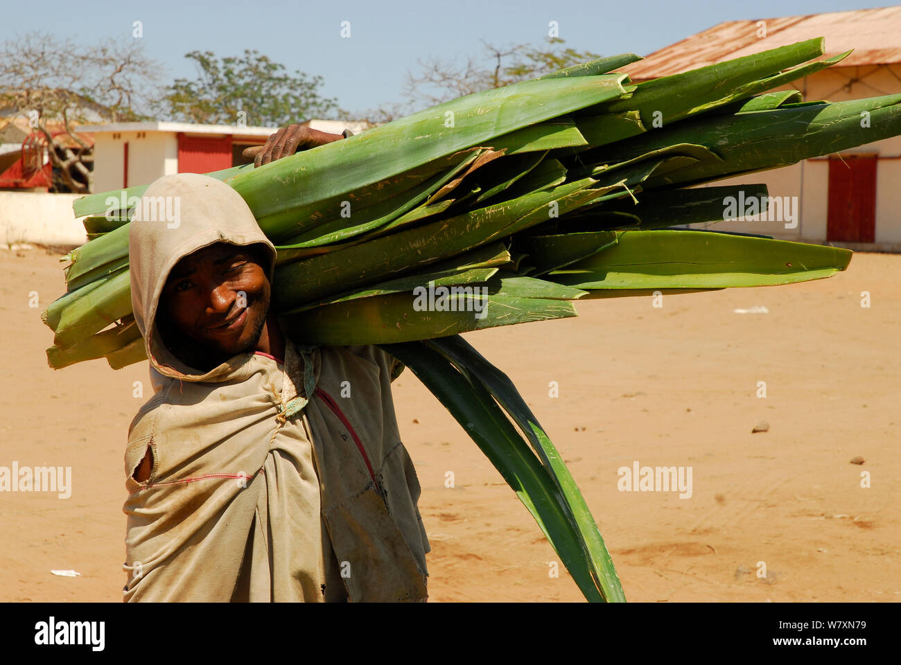 Lavoratore di taglio portante Sisal (agave sisalana) utilizzato per la fabbricazione di una fune. Berenty, sud del Madagascar. Marzo 2005. Foto Stock