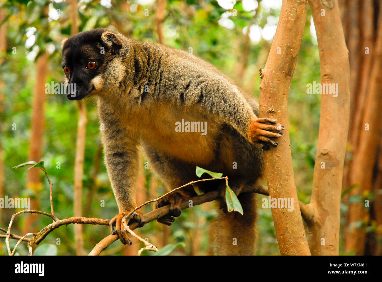 Comune lemure marrone (il Eulemur fulvus) nella struttura ad albero, Andasibe-Mantadia Parco nazionale del Madagascar. Foto Stock