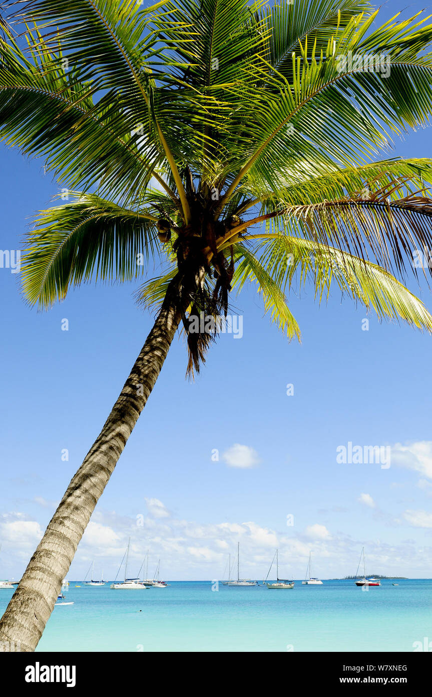 Paesaggio dalla spiaggia tropicale con albero di cocco, Ile des Pins (Pine Island). Nuova Caledonia, Settembre 2008 Foto Stock