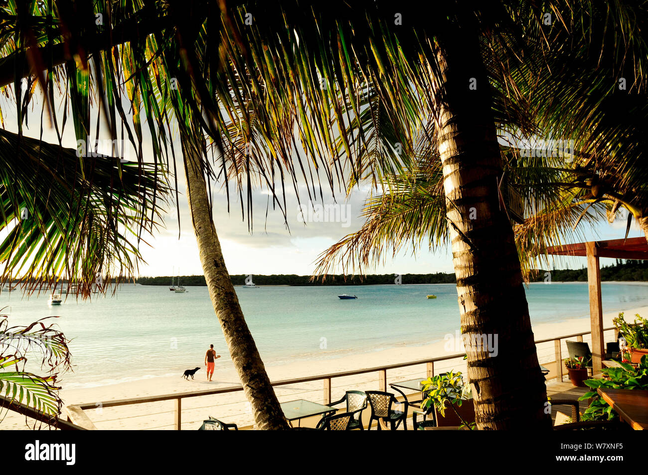 Gli alberi di cocco (Cocos nucifera) sulla spiaggia, Ile des Pins / Isola dei Pini, Nuova Caledonia, settembre 2008. Foto Stock