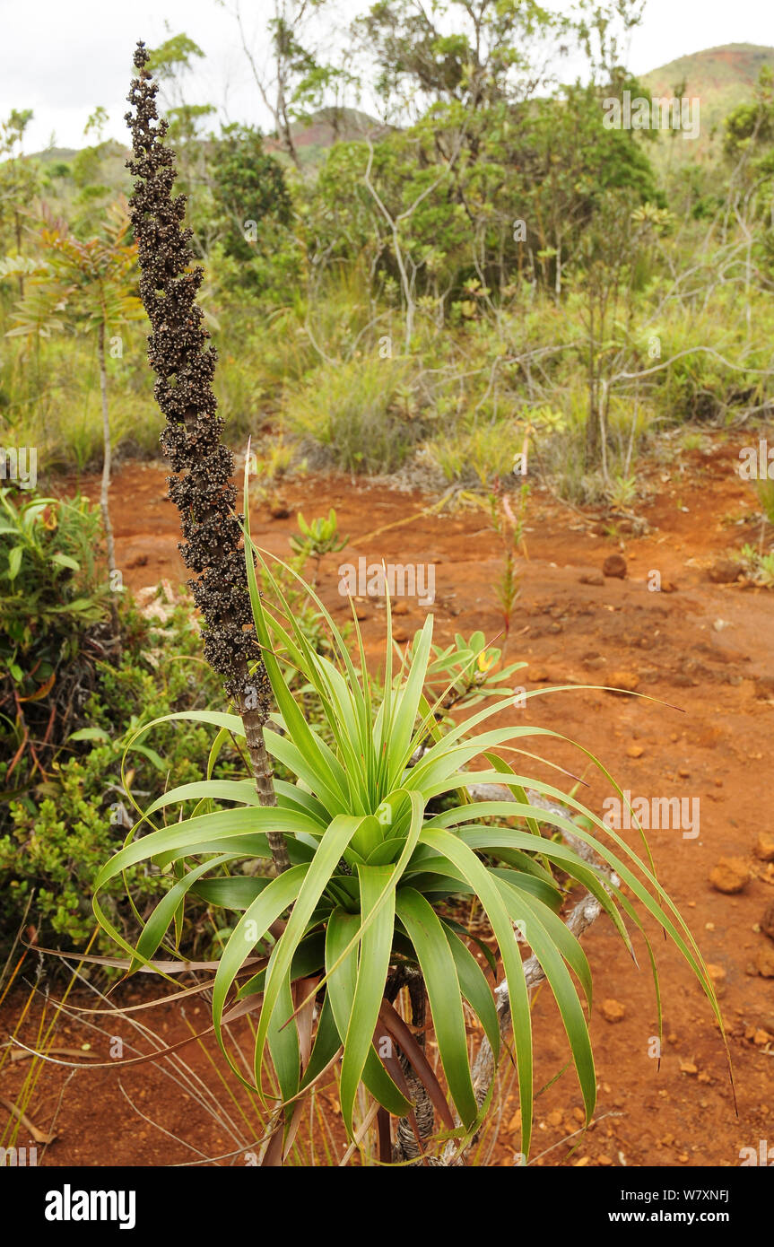 Impianto (Dracophyllum dracophyllum) Parc Provincial de la Rivière Bleue / Blue River Provincial Park, Nuova Caledonia. Endemica. Foto Stock