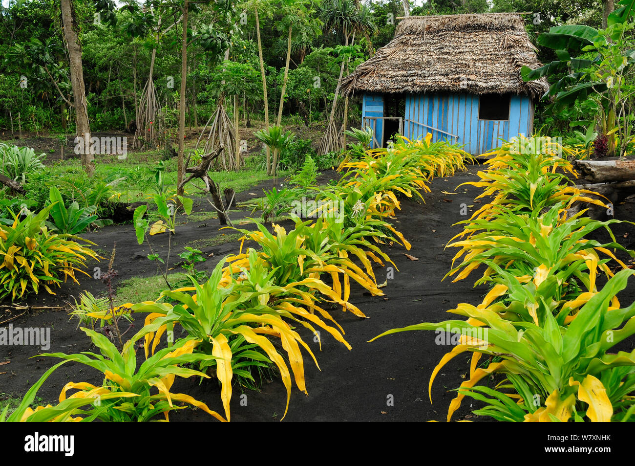 Colture nel ricco suolo vulcanico, dell'Isola di Tanna, Tafae, Vanuatu, settembre 2008. Foto Stock