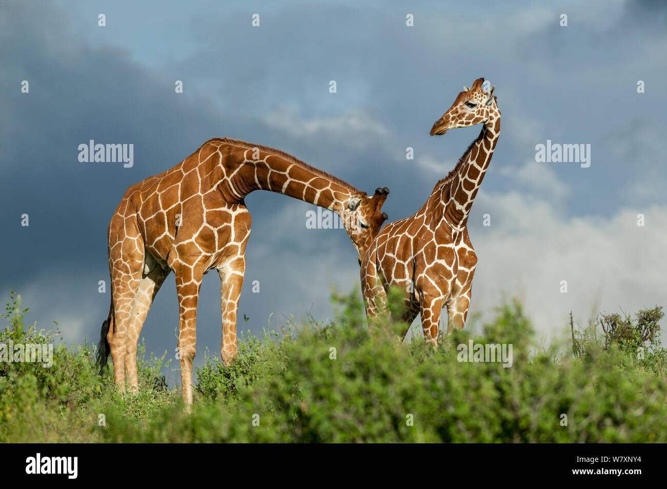 Giraffe reticolate (Giraffa camelopardalis reticulata) maschio femmina sniffing, prova la sua ricettività di mate. Samburu Game Reserve, Kenya. Foto Stock