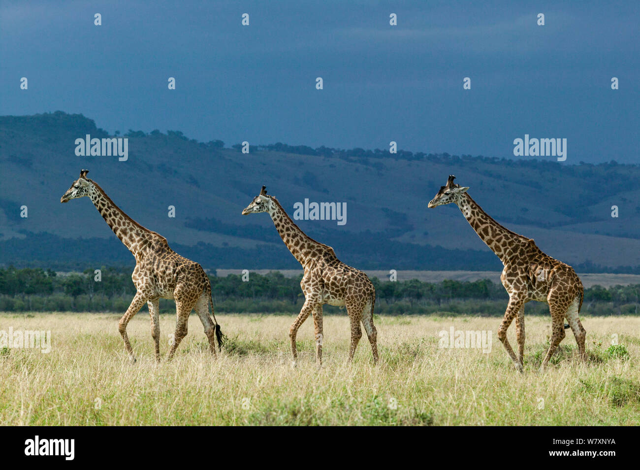 Tre Masai giraffe (Giraffa camelopardalis tippelskirchi) attraversando a piedi savana nella stagione secca, Masai-Mara Game Reserve, in Kenya. Foto Stock