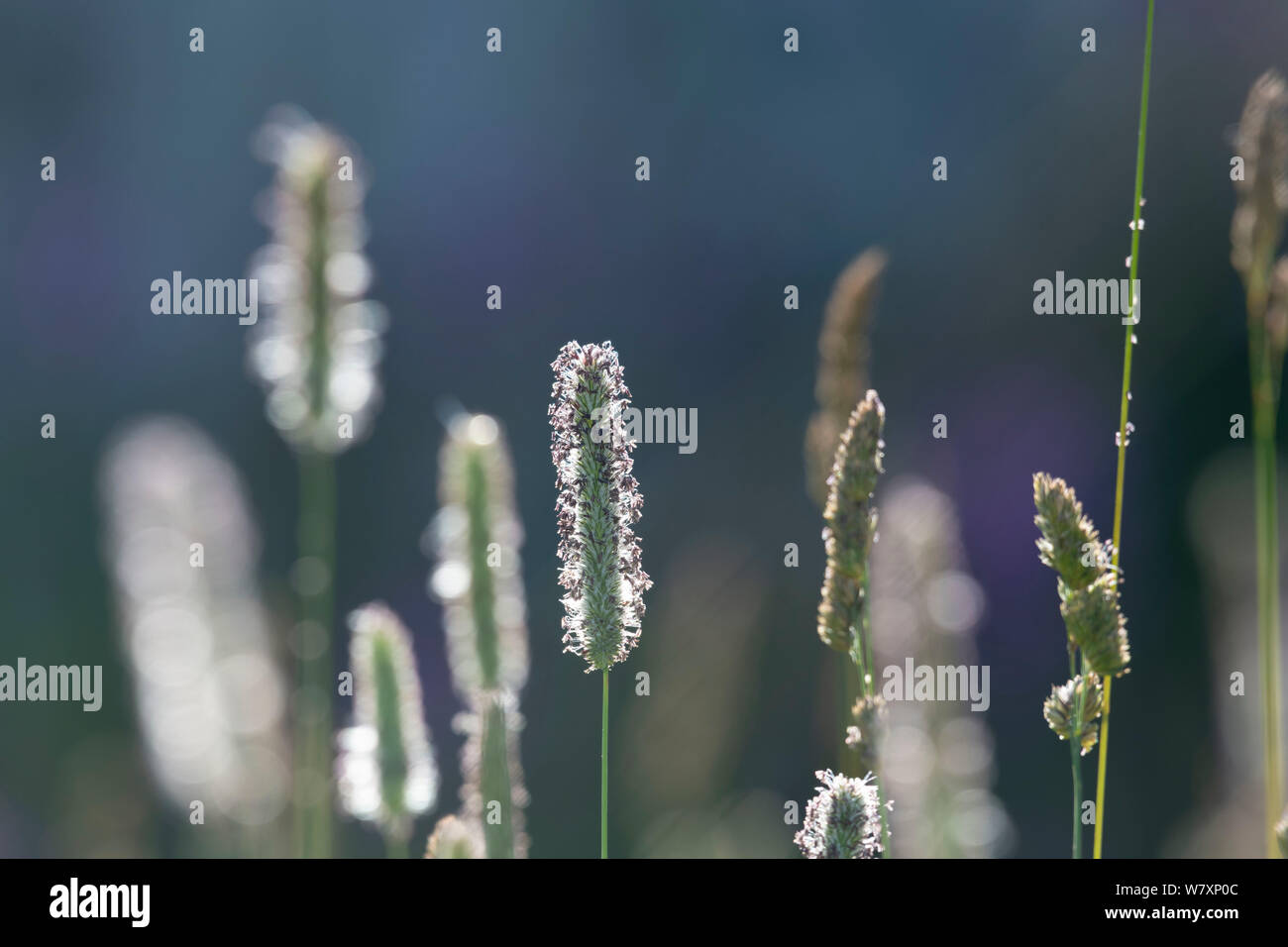 Dettaglio dell'erba a coda di volpe (Alopecurus Geniculatus), retroilluminato Foto Stock