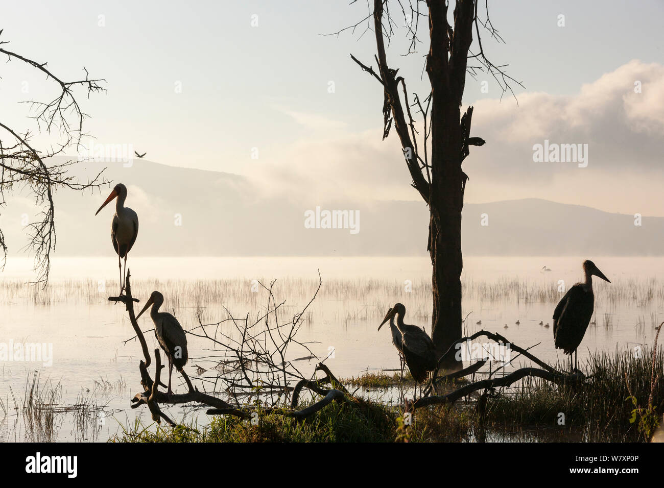 Giallo-fatturati cicogne (Mycteria ibis) in corrispondenza del bordo di allagamento del lago Nakuru dopo la deforestazione della scarpata Mau, Nakuru, il Parco Nazionale del Kenya. Ottobre 2012. Foto Stock