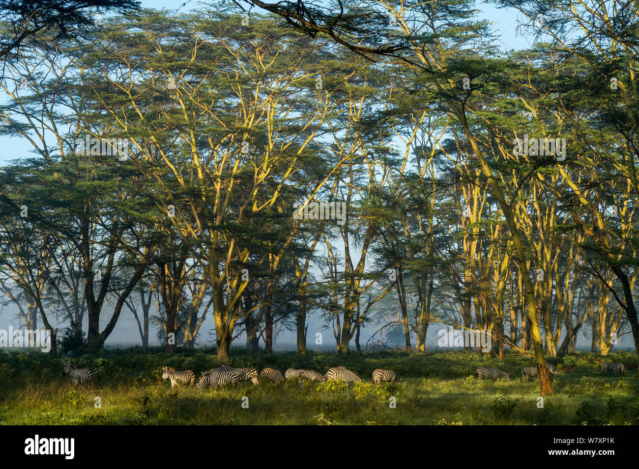 Concessione&#39;s zebra (Equus quagga boehmi) allevamento sotto giallo-febbre alberi di acacia (acacia xanthophloea) Nakuru National Park, il Kenya. Foto Stock