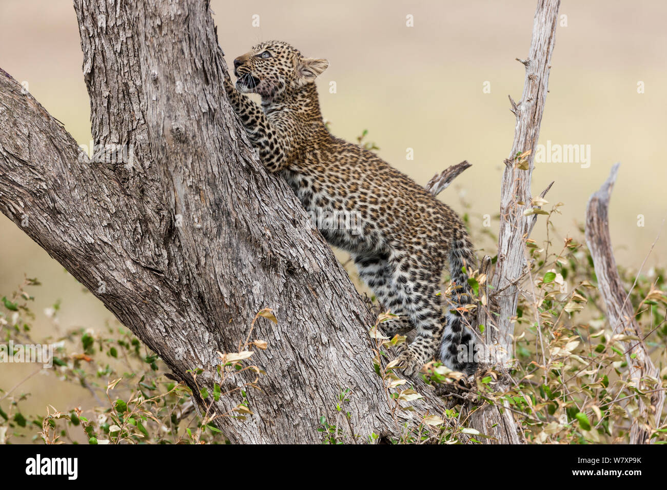 Leopard (Panthera pardus) cub nella struttura ad albero, di età compresa tra i 4/5 mesi. Masai-Mara Game Reserve, in Kenya. Foto Stock