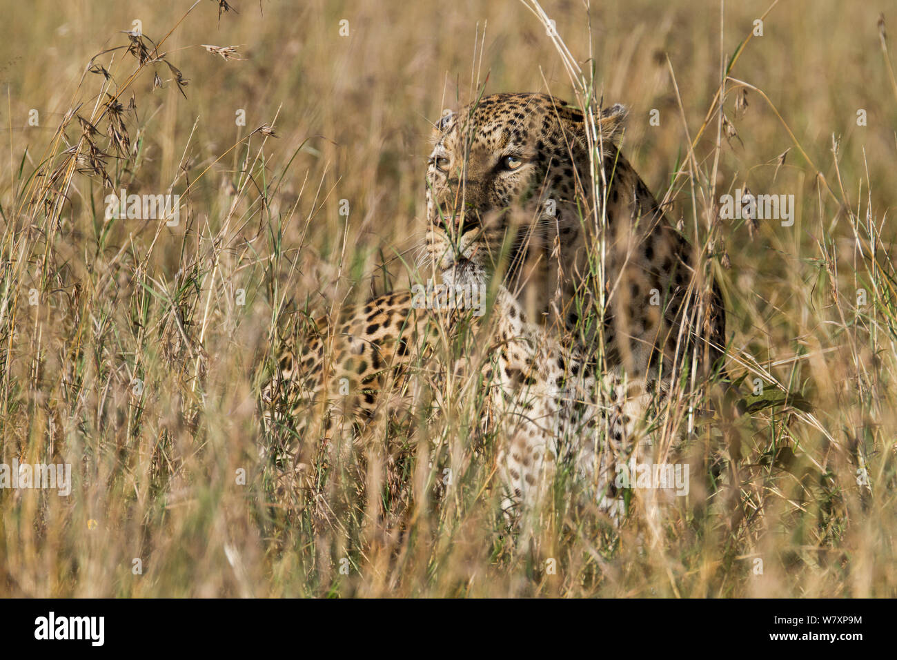 Leopard (Panthera pardus) maschio mimetizzati fra erba lunga, Masai-Mara Game Reserve, in Kenya. Foto Stock