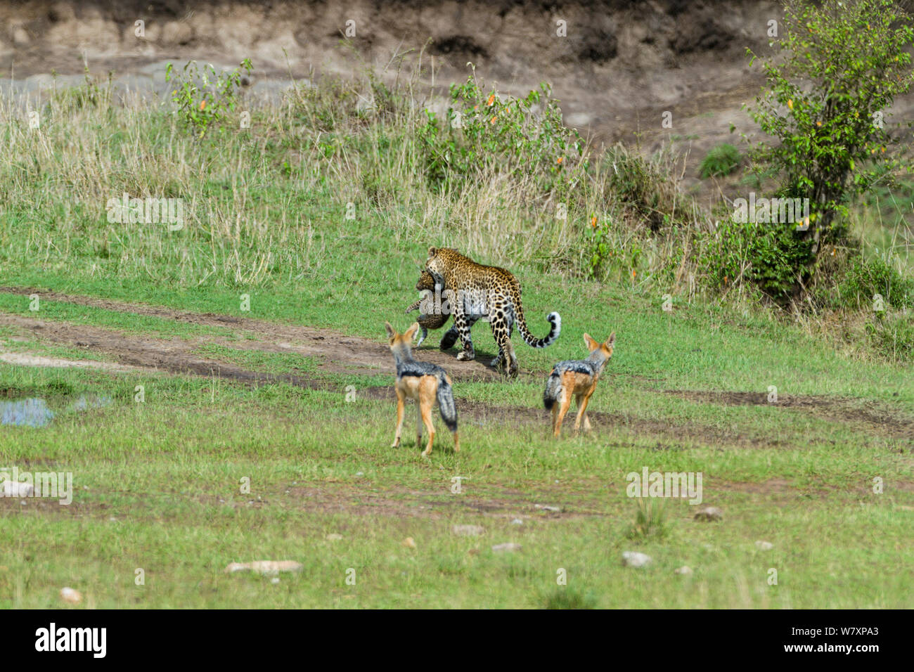 Leopard (Panthera pardus) femmina che trasportano cub, seguita da black-backed sciacalli (Canis mesomelas) Masai-Mara Game Reserve, in Kenya. Foto Stock