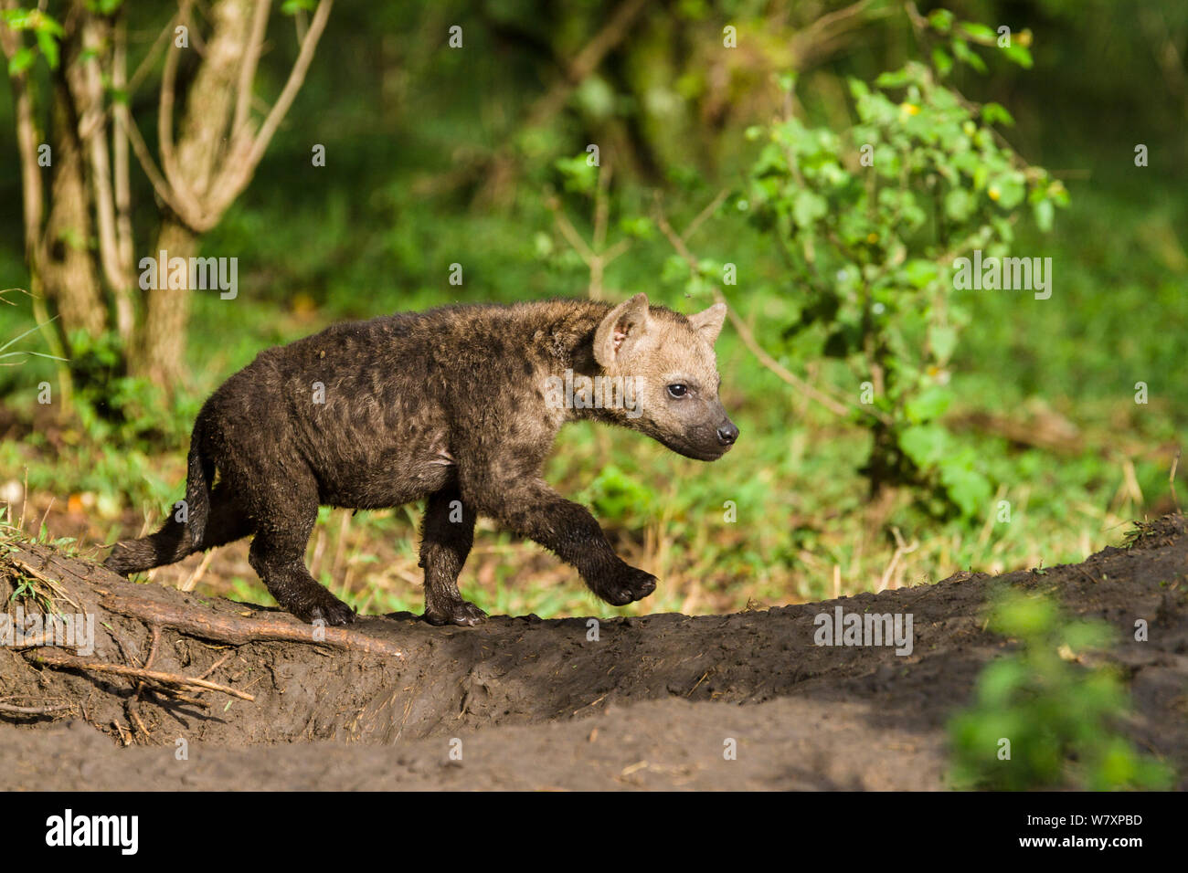 Giovani Spotted hyaena (Crocuta crocuta) passeggiate, Masai-Mara Game Reserve, in Kenya. Foto Stock