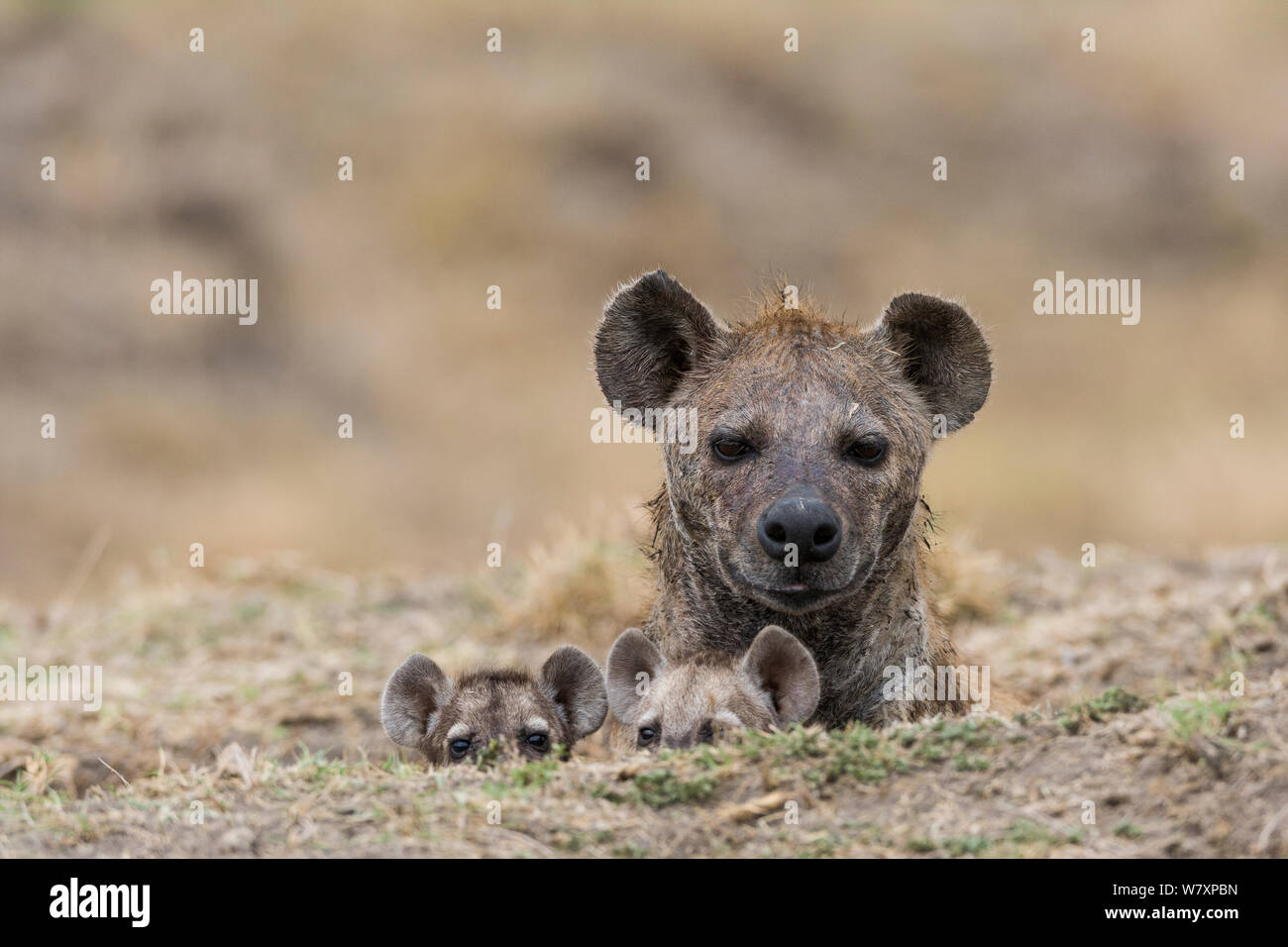 Spotted hyaena (Crocuta crocuta) madre con i giovani a den, Masai-Mara Game Reserve, in Kenya. Foto Stock