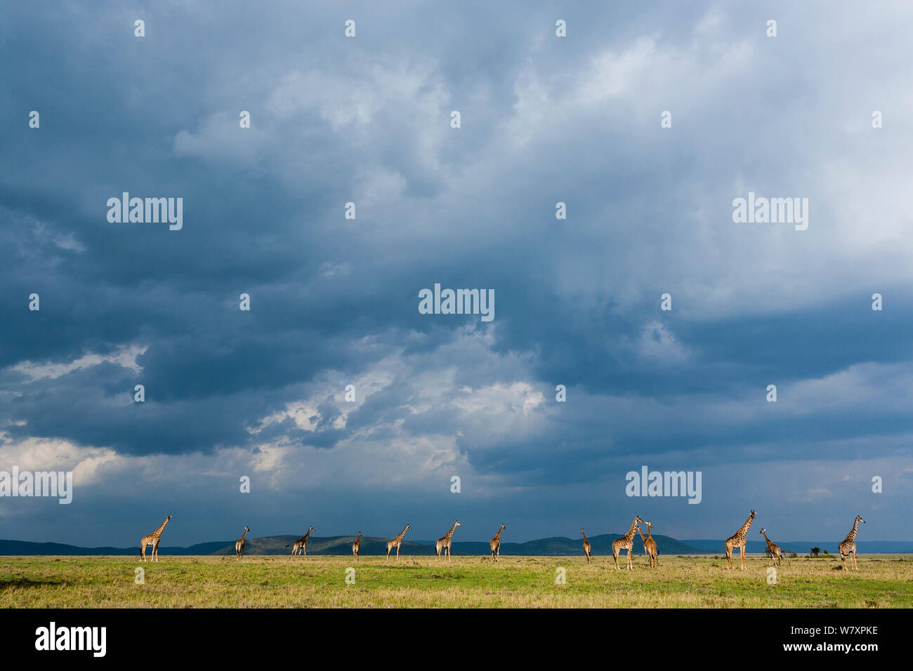 Masai giraffe (Giraffa camelopardalis tippelskirchi) gruppo nella savana sotto nuvole di tempesta, Masai-Mara Game Reserve, in Kenya. Foto Stock