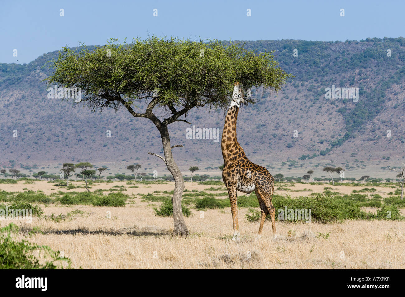 Masai giraffe (Giraffa camelopardalis tippelskirchi) maschio alimentazione, Masai-Mara Game Reserve, in Kenya. Foto Stock