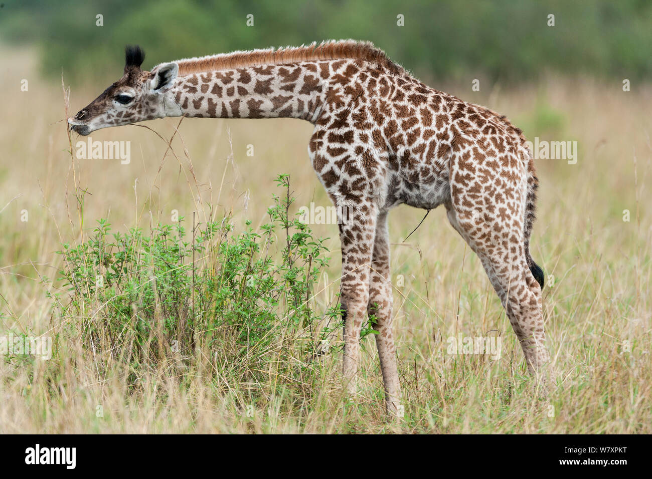Masai giraffe (Giraffa camelopardalis tippelskirchi) giovani alimentazione, Masai-Mara Game Reserve, in Kenya. Foto Stock