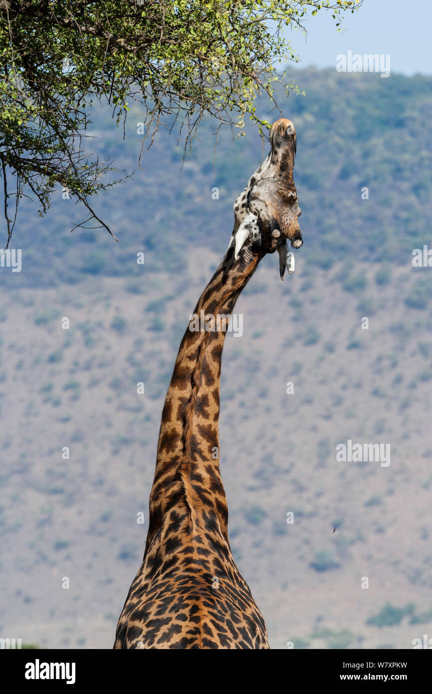 Masai giraffe (Giraffa camelopardalis tippelskirchi) maschio alimentazione, Masai-Mara Game Reserve, in Kenya. Foto Stock