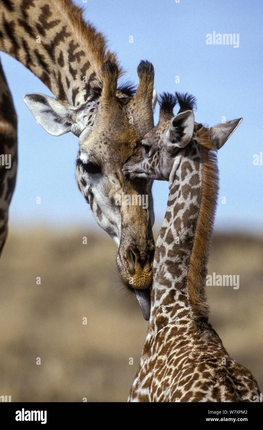 Masai giraffe (Giraffa camelopardalis tippelskirchi) madre leccare baby, Masai-Mara Game Reserve, in Kenya. Foto Stock
