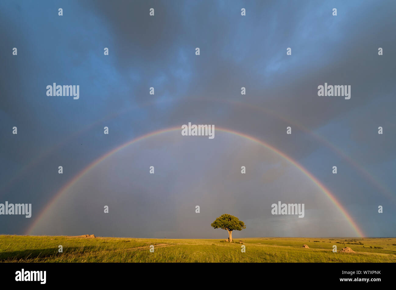 Rainbow oltre il fiume Rongai, Masai-Mara Game Reserve, Kenya, marzo 2008. Foto Stock