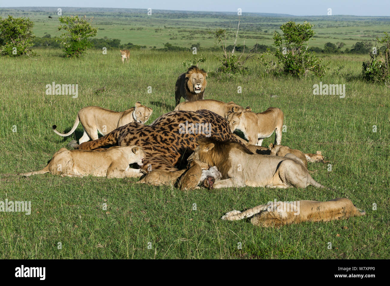 Orgoglio dei Leoni (Panthera leo) alimentazione su Masai giraffe (Giraffa camelopardalis tippelskirchi) kill, Masai-Mara Game Reserve, in Kenya. Foto Stock