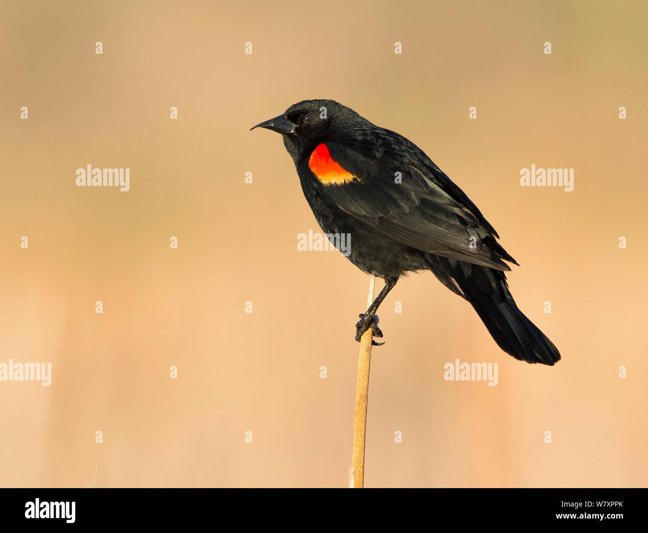 Maschio rosso-winged blackbird (Agelaius phoeniceus) Red-tailed Park, Aurora, Colorado, Stati Uniti d'America. Giugno. Foto Stock