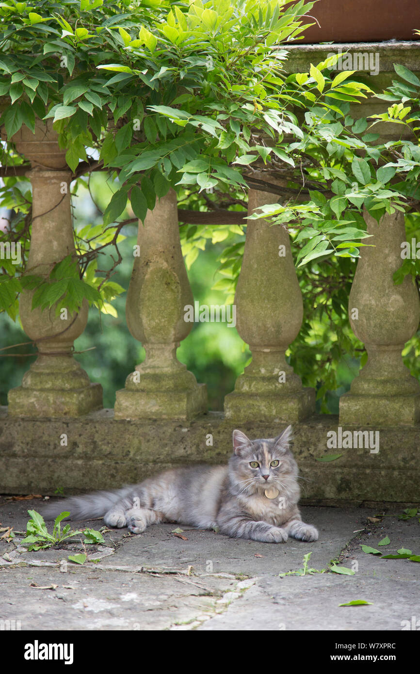 Foresta siberiana cat, (felis catus), grigio, lo zenzero e il bianco cucciolo femmina, di età di 7 mesi, appoggiato in giardino, Clifton, Bristol, Regno Unito Foto Stock