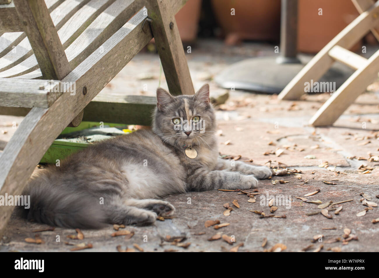 Foresta siberiana cat (felis catus) grigio, lo zenzero e il bianco cucciolo femmina età 7 mesi, in riposo sotto la sedia, UK. Foto Stock