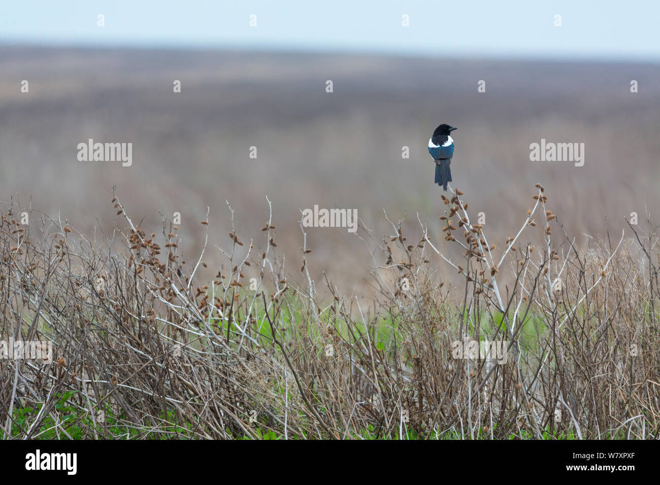 Gazza comune (Pica pica) sorge in zona umida, Shumen, Bulgaria, Aprile. Foto Stock