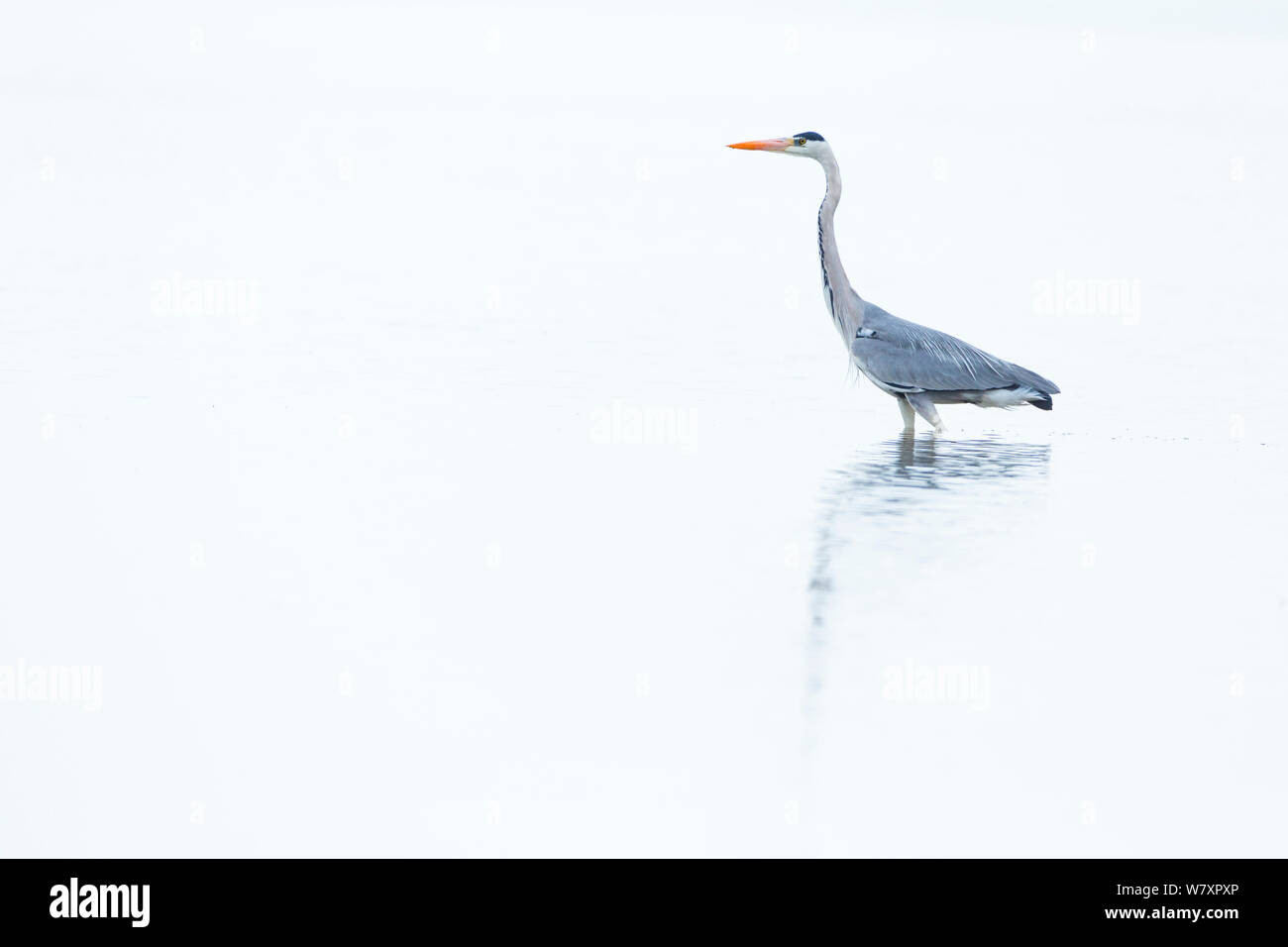 Airone cinerino (Ardea cinerea) sull'acqua, Shumen, Bulgaria, Aprile. Foto Stock