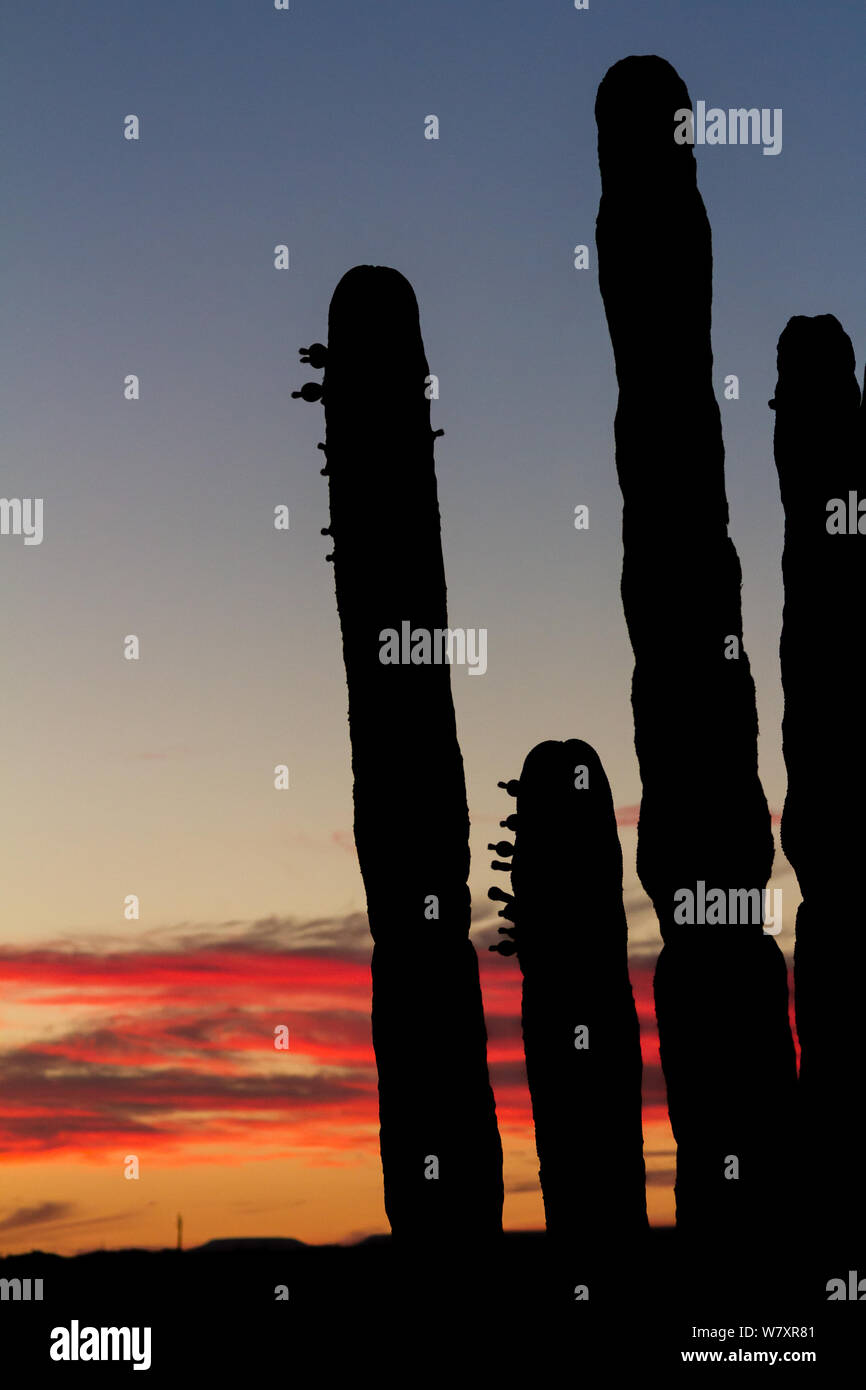 Cardon cactus silhouette al tramonto nel deserto Vizcaino, Baja California Sur, Messico Foto Stock