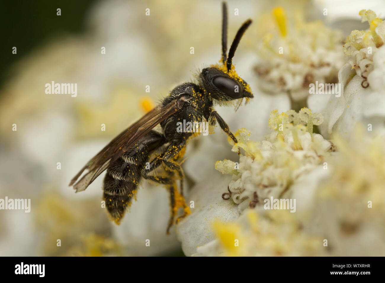 Il sudore bee maschio (Lasioglossum) su achillea, Bristol, Inghilterra, Regno Unito, Agosto. Foto Stock