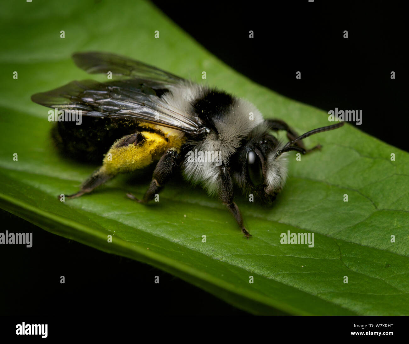 Ashy mining bee (Andrena cineraria) con pieno cesti di polline / sacs, Bristol, Inghilterra, Regno Unito, maggio. Foto Stock