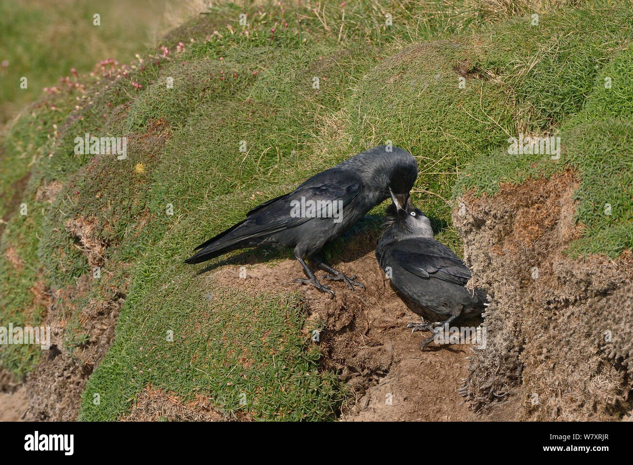 Taccola (Corvus monedula) alimentare il suo compagno all'ingresso il loro nido burrow sulla cima di una scogliera, Cornwall, Regno Unito, Aprile. Foto Stock