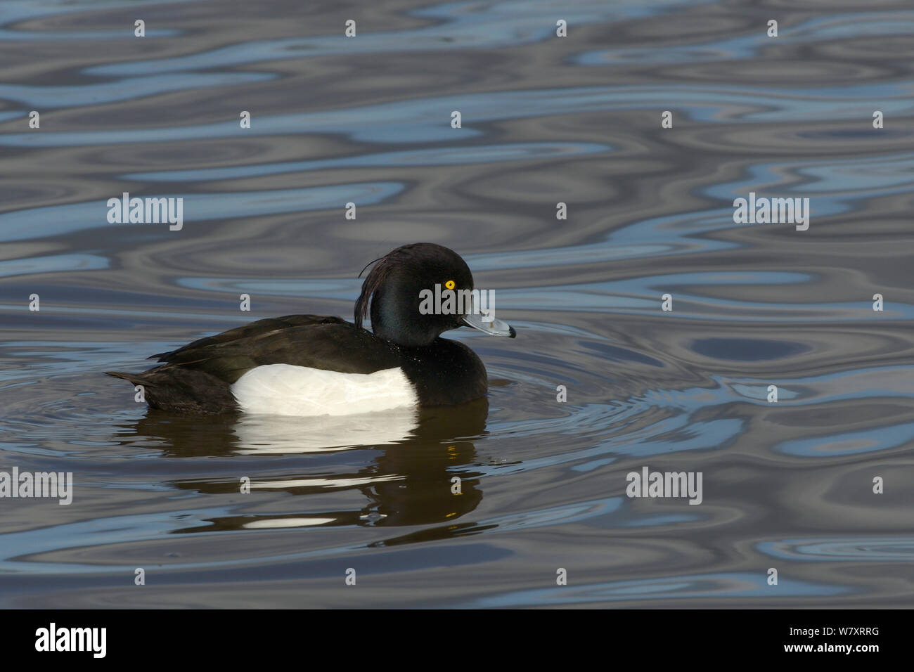 Moretta (Aythya fuligula) drake nuoto su pascoli inondati, Gloucestershire, UK, Gennaio. Foto Stock