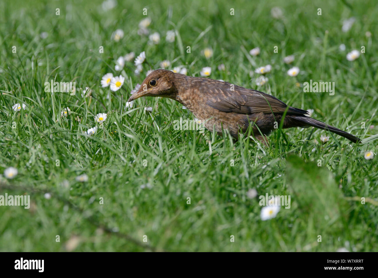 I capretti Blackbird (Turdus merula) foraggio per i lombrichi su un prato, pronti a colpire, Cornwall, Regno Unito, Giugno. Foto Stock