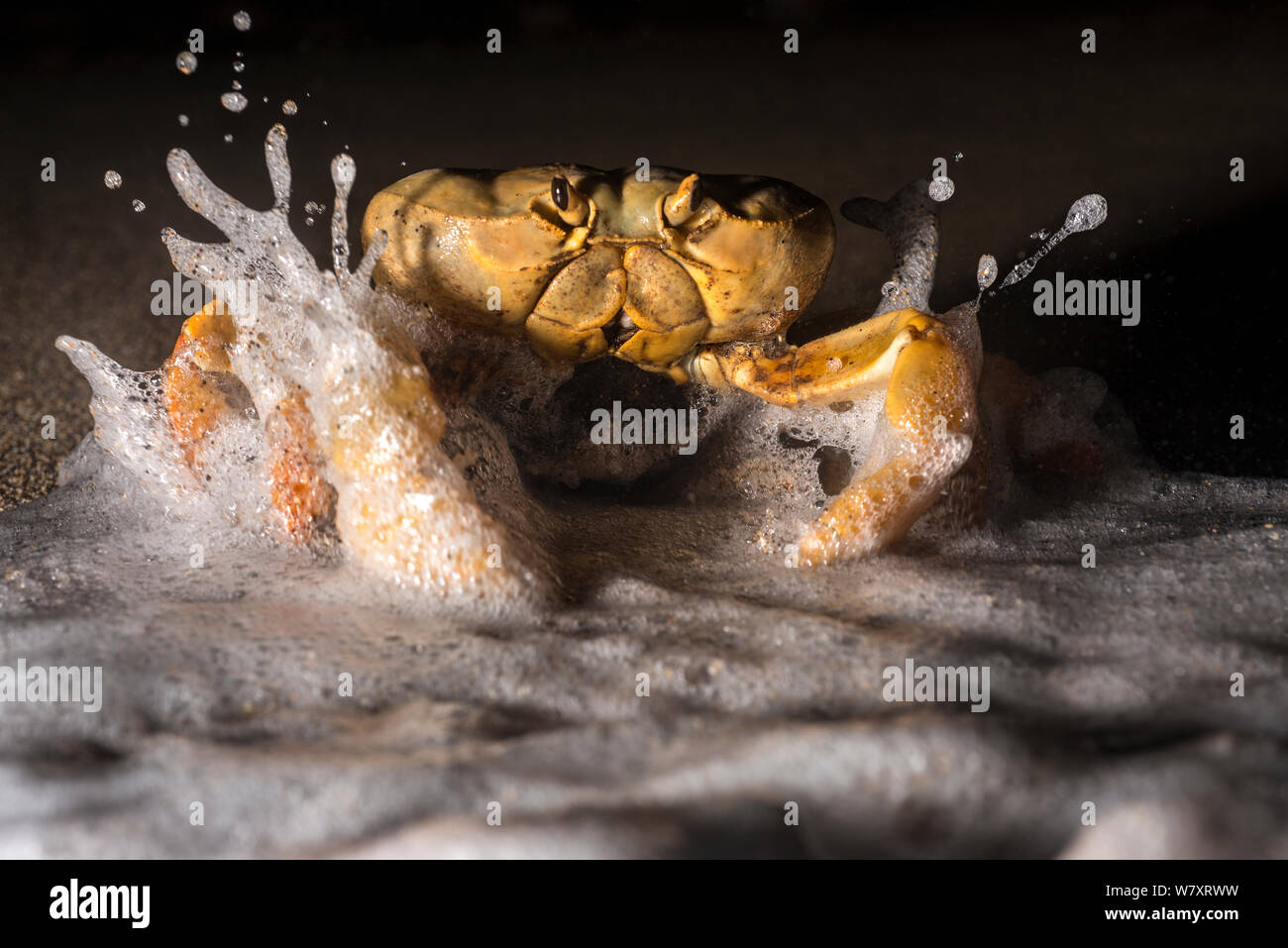 Il granchio terrestre (Johngarthia lagostoma) riproduttiva femminile sulla linea surf di notte, North East Bay, isola dell'Ascensione. Marzo. Foto Stock